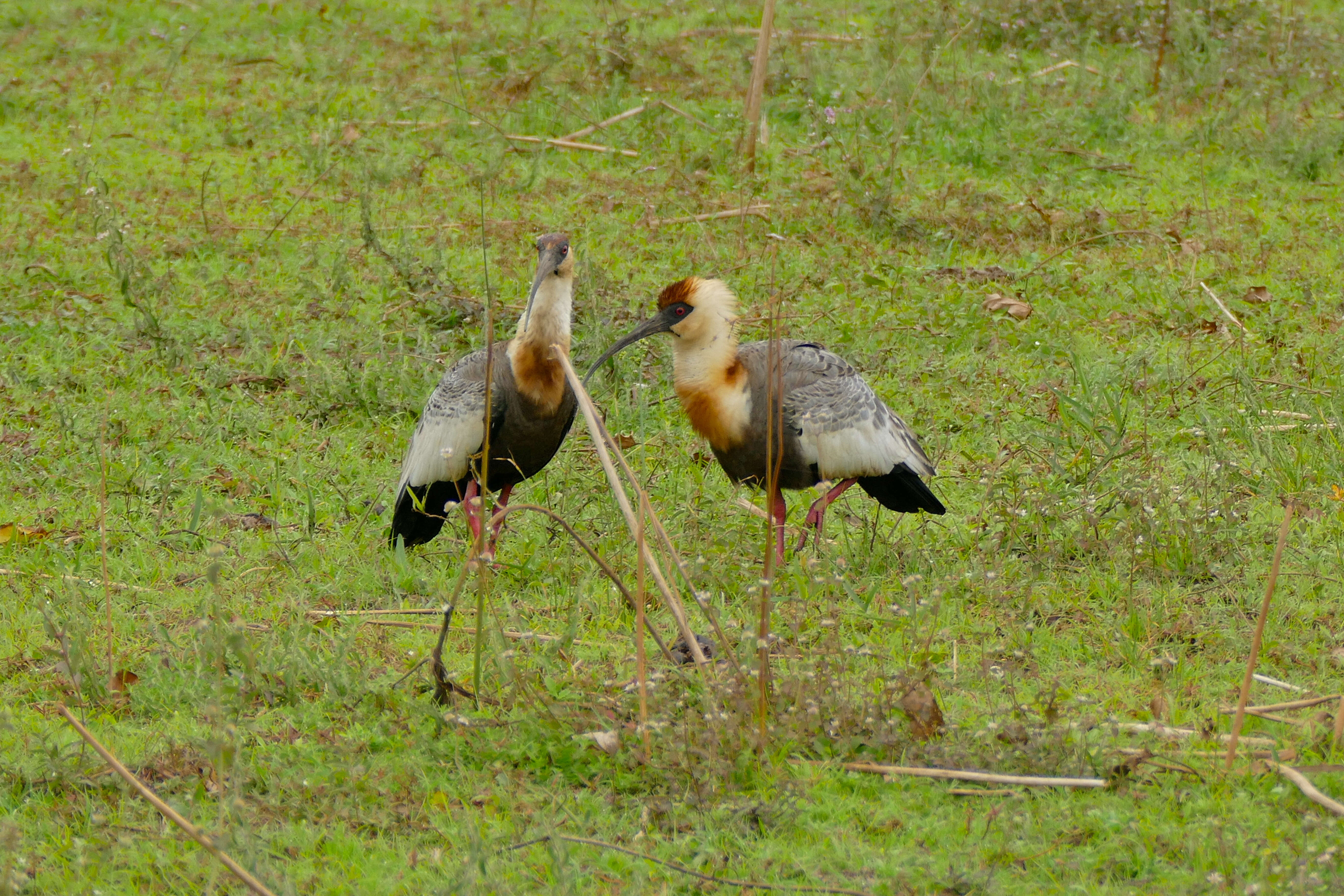 Image of Buff-necked Ibis