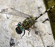 Image of Green-eyed Hooktail