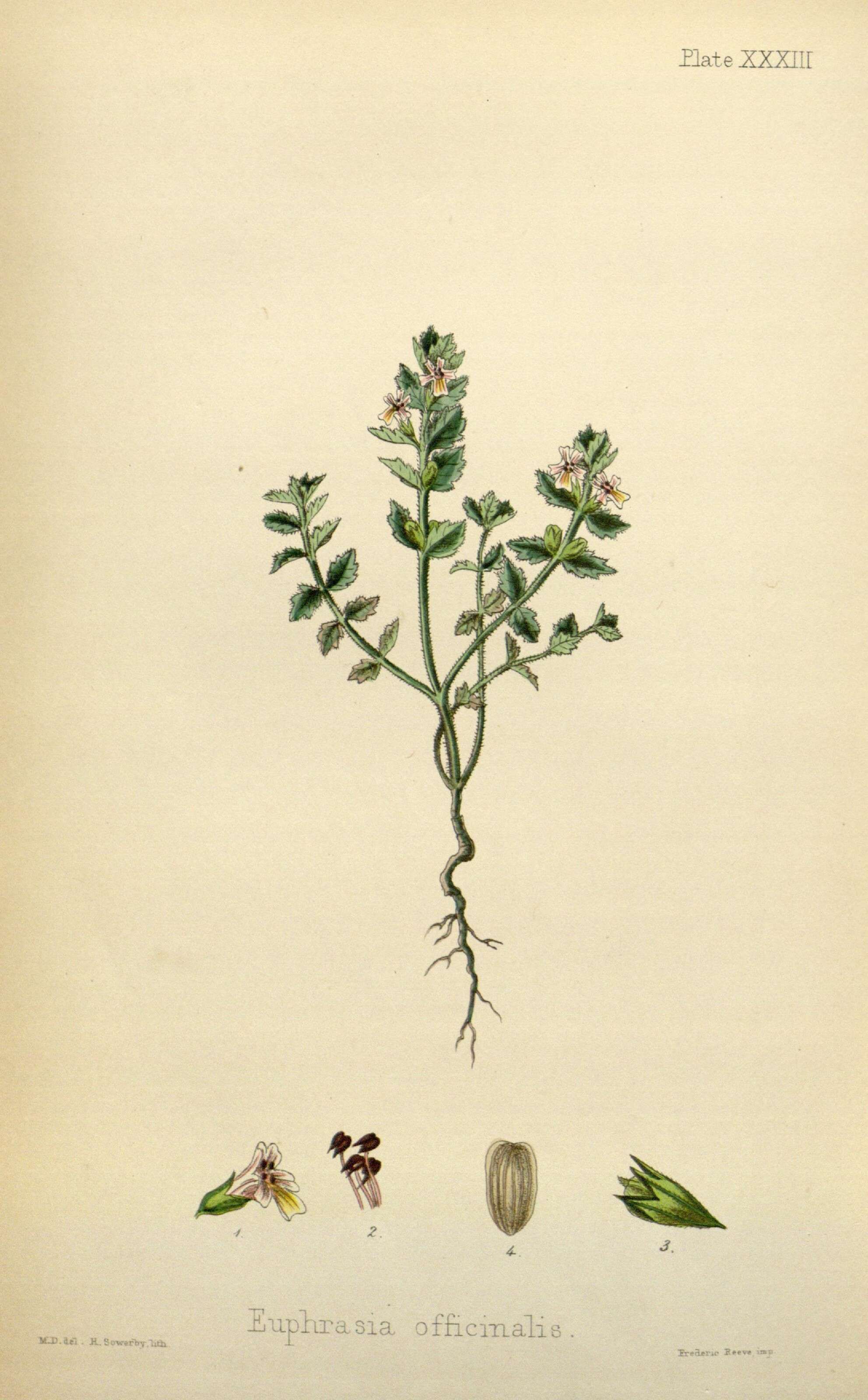 Imagem de Euphrasia officinalis L.