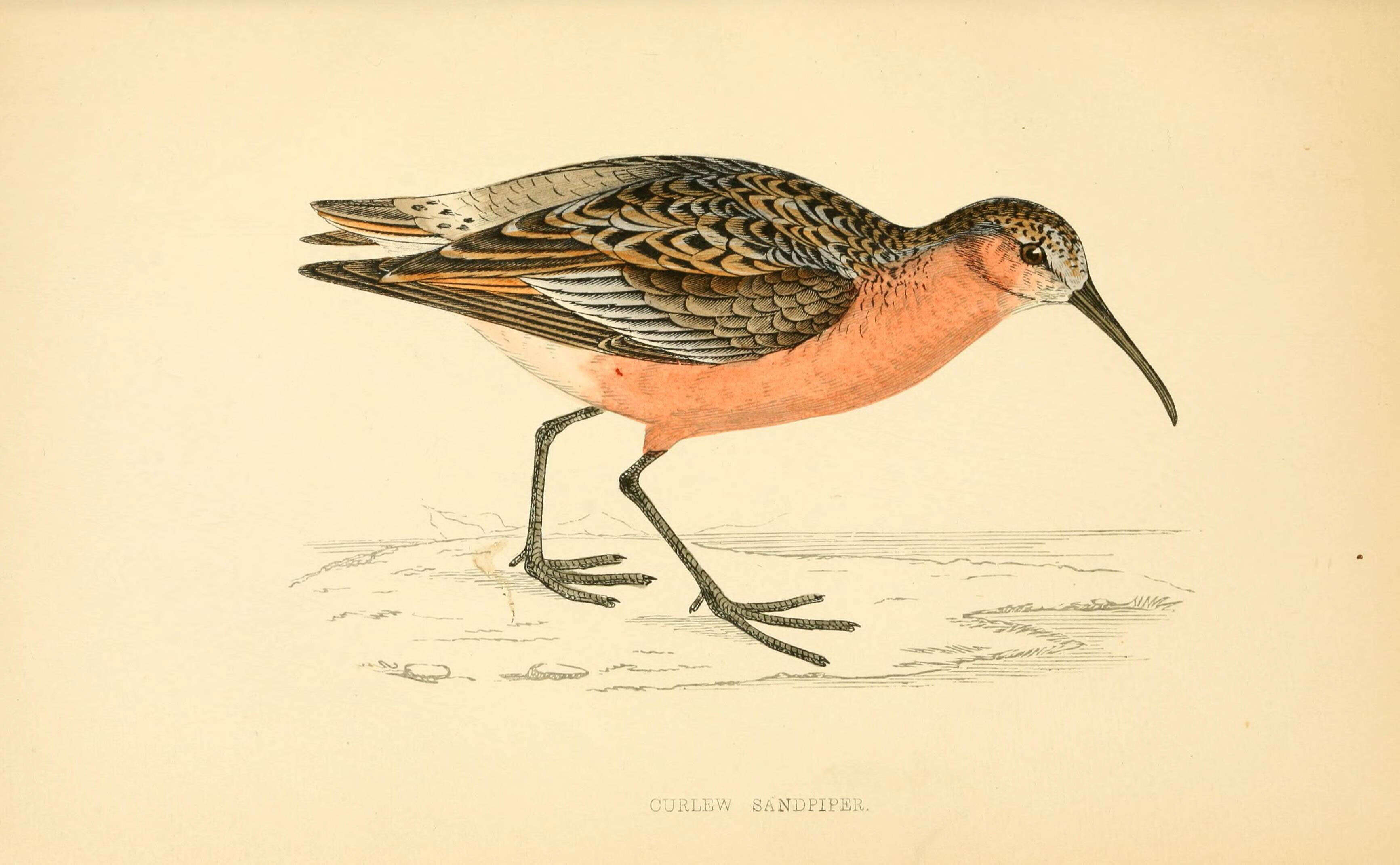 Image of Curlew Sandpiper