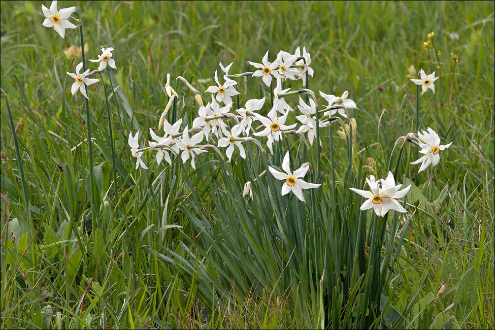 Narcissus poeticus subsp. radiiflorus (Salisb.) Baker的圖片