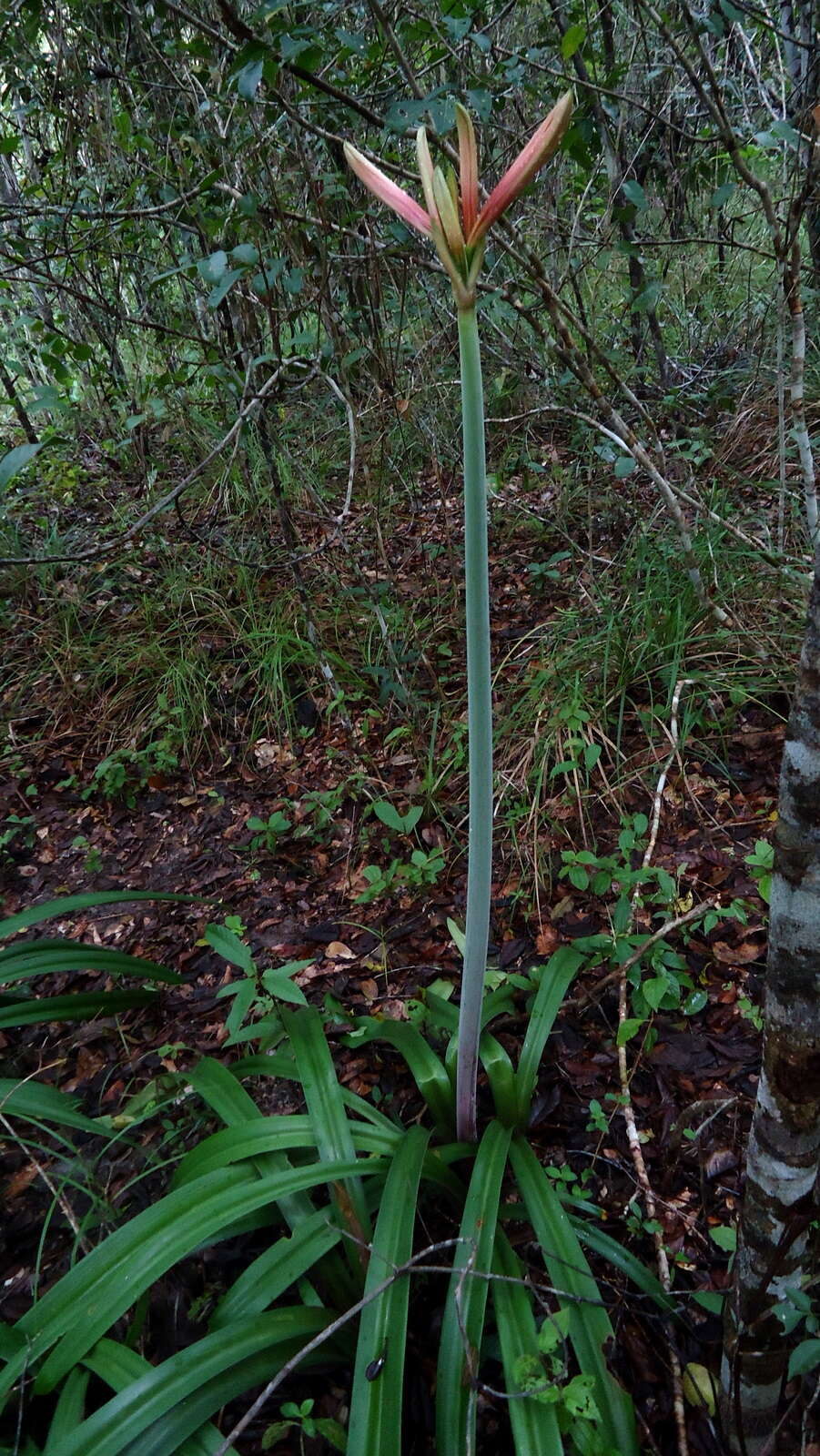 Слика од Hippeastrum stylosum Herb.