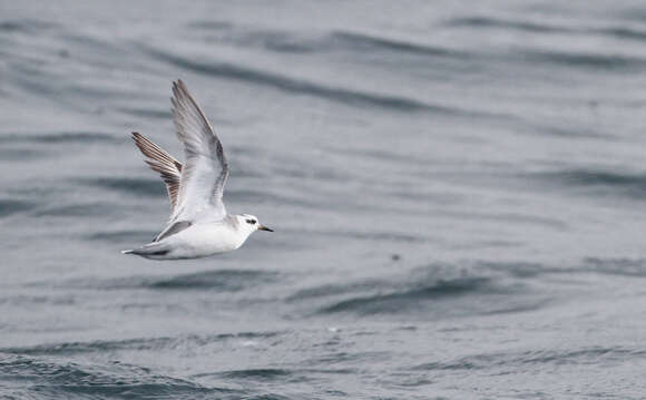 Image of Grey (Red) Phalarope