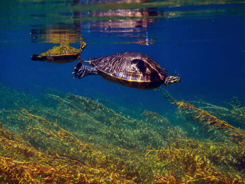 Image of Suwannee cooter