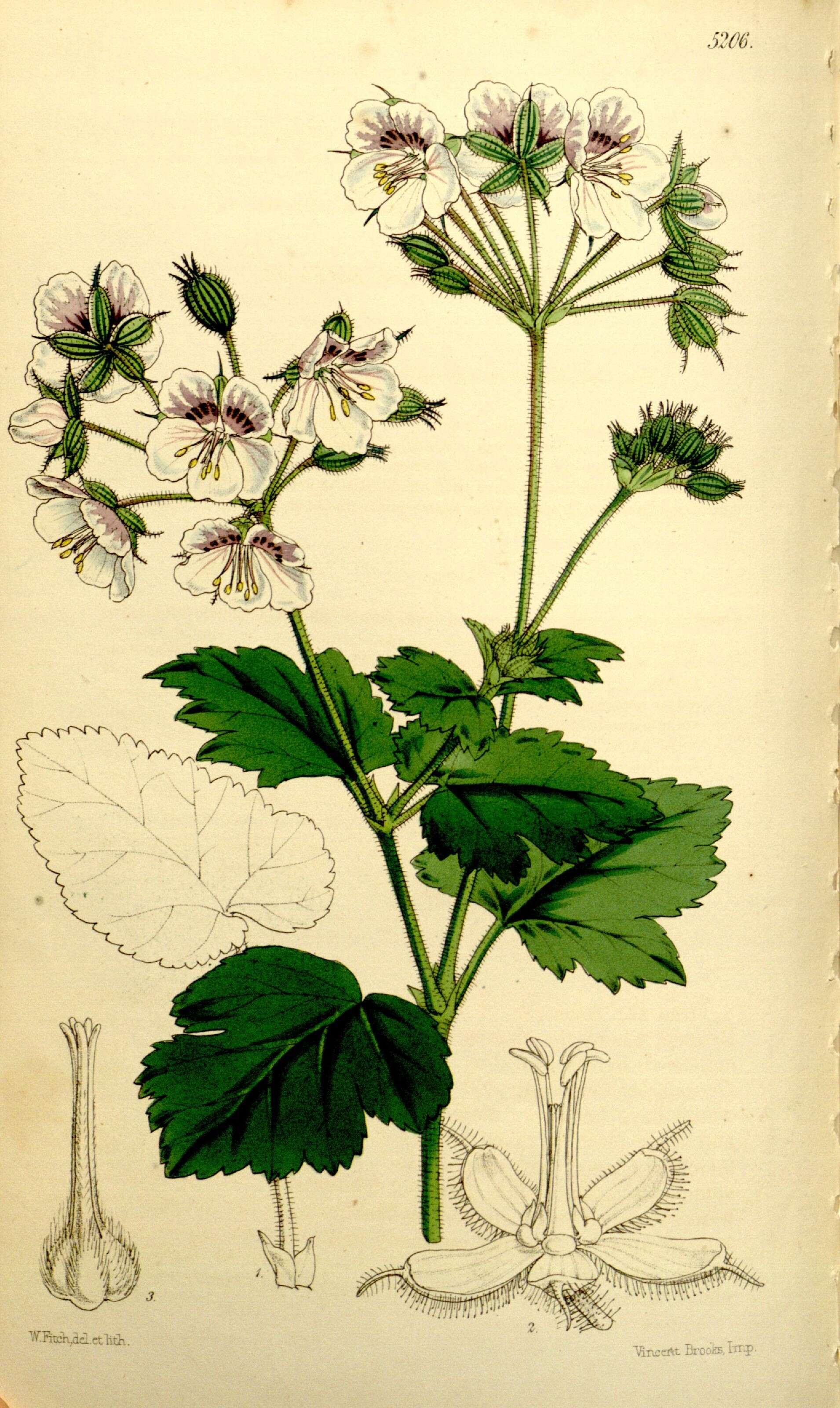 Image of Erodium pelargoniiflorum Boiss. & Heldr.