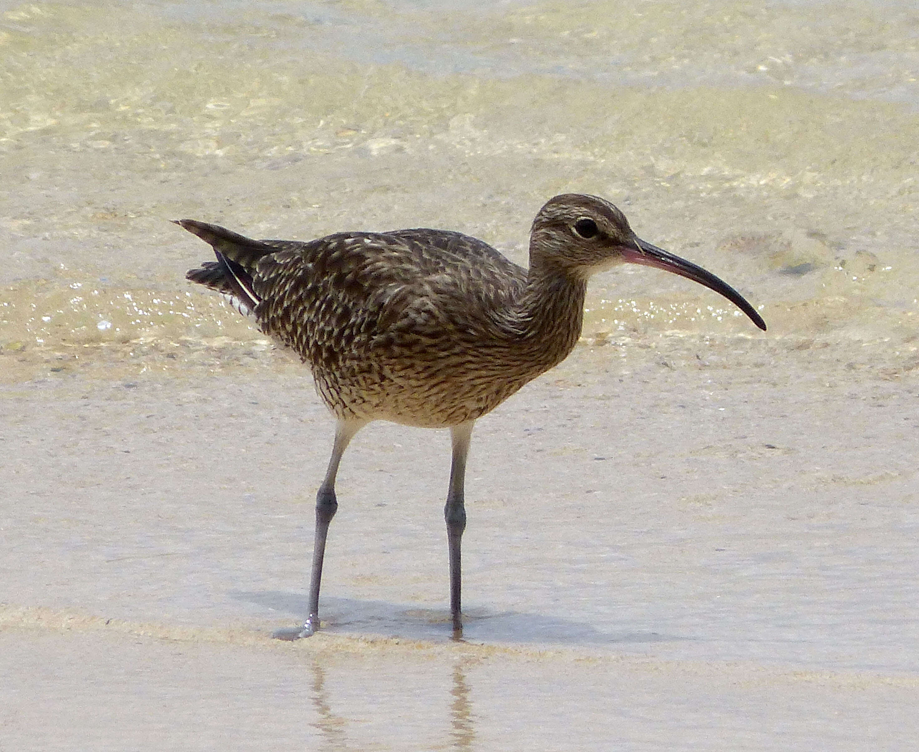 Image of Eurasian Whimbrel