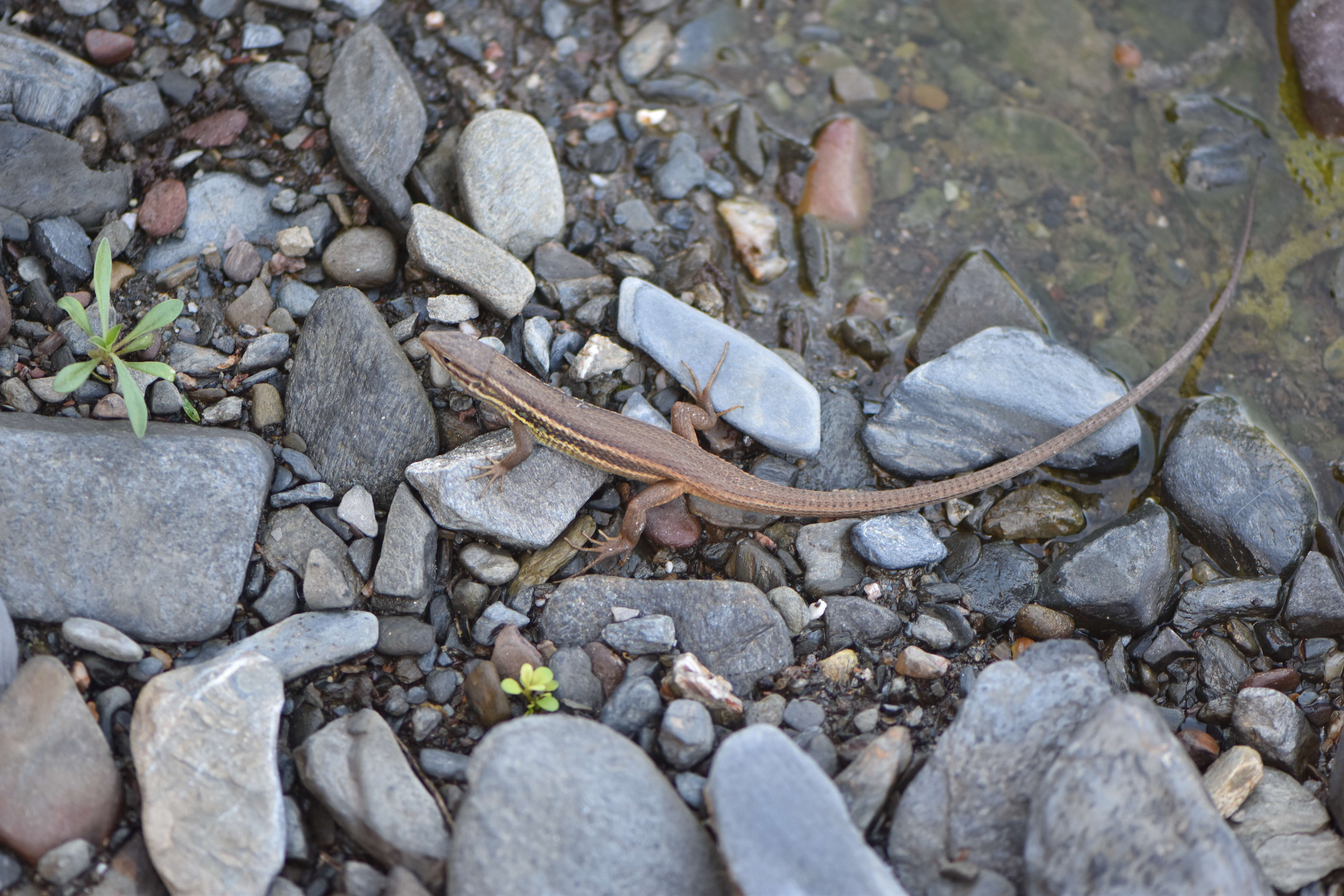 Image of Sand lizards