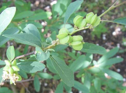 Image of Exochorda giraldii Hesse