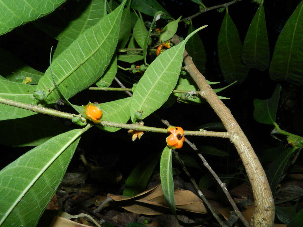 Image de Trophis caucana (Pittier) C. C. Berg