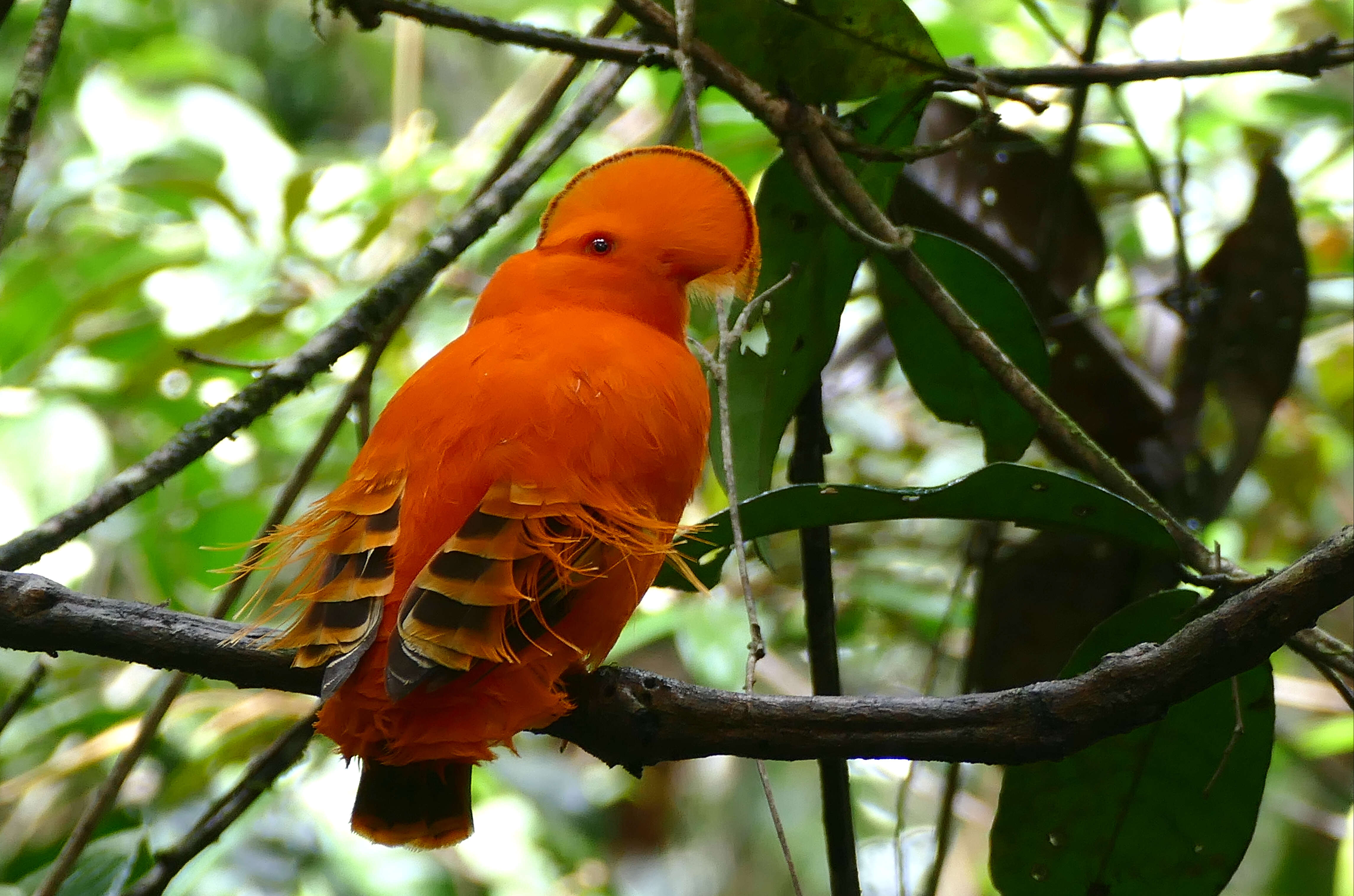 Image of Guianan Cock-of-the-rock