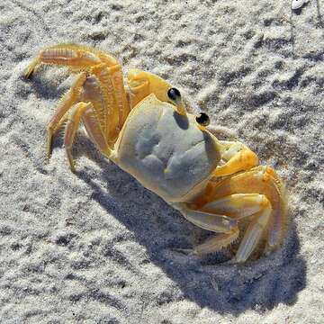 Image of Ghost crab