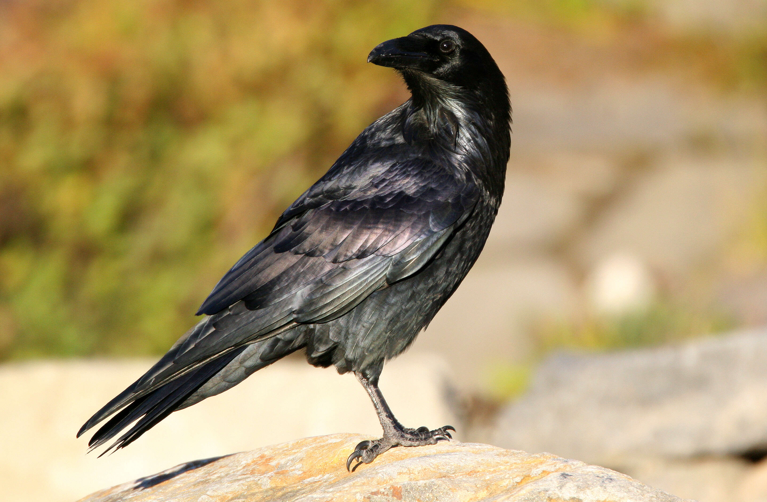 Image of Corvus Linnaeus 1758