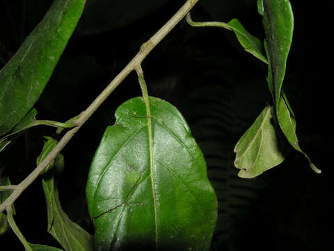 Image of Tournefortia glabra L.