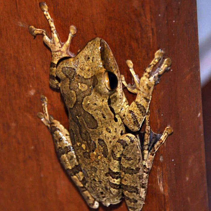 Image of Polypedates iskandari Riyanto, Mumpuni & McGuire 2011