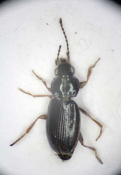 Image of bembidious beetles