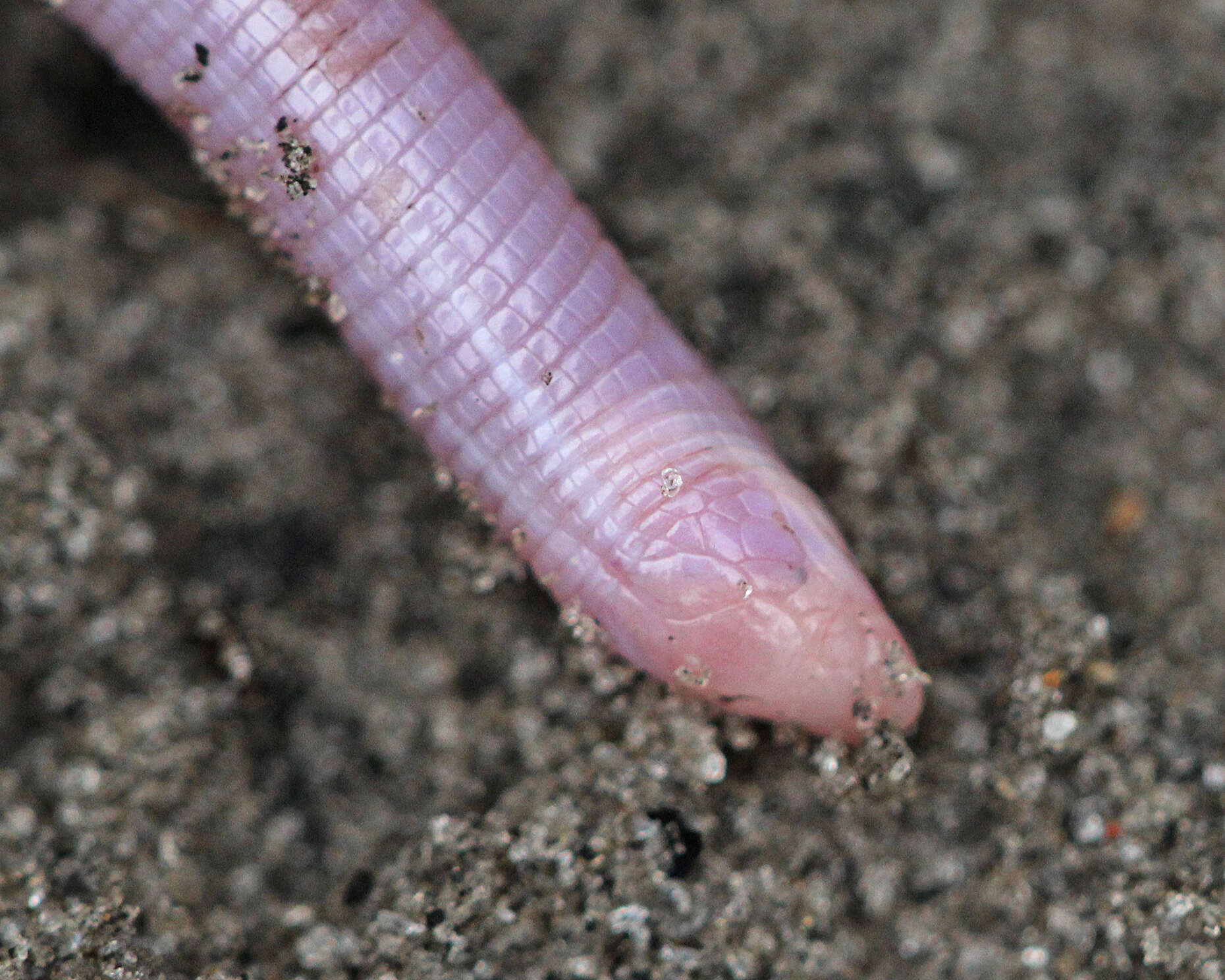 Image of North American worm lizards