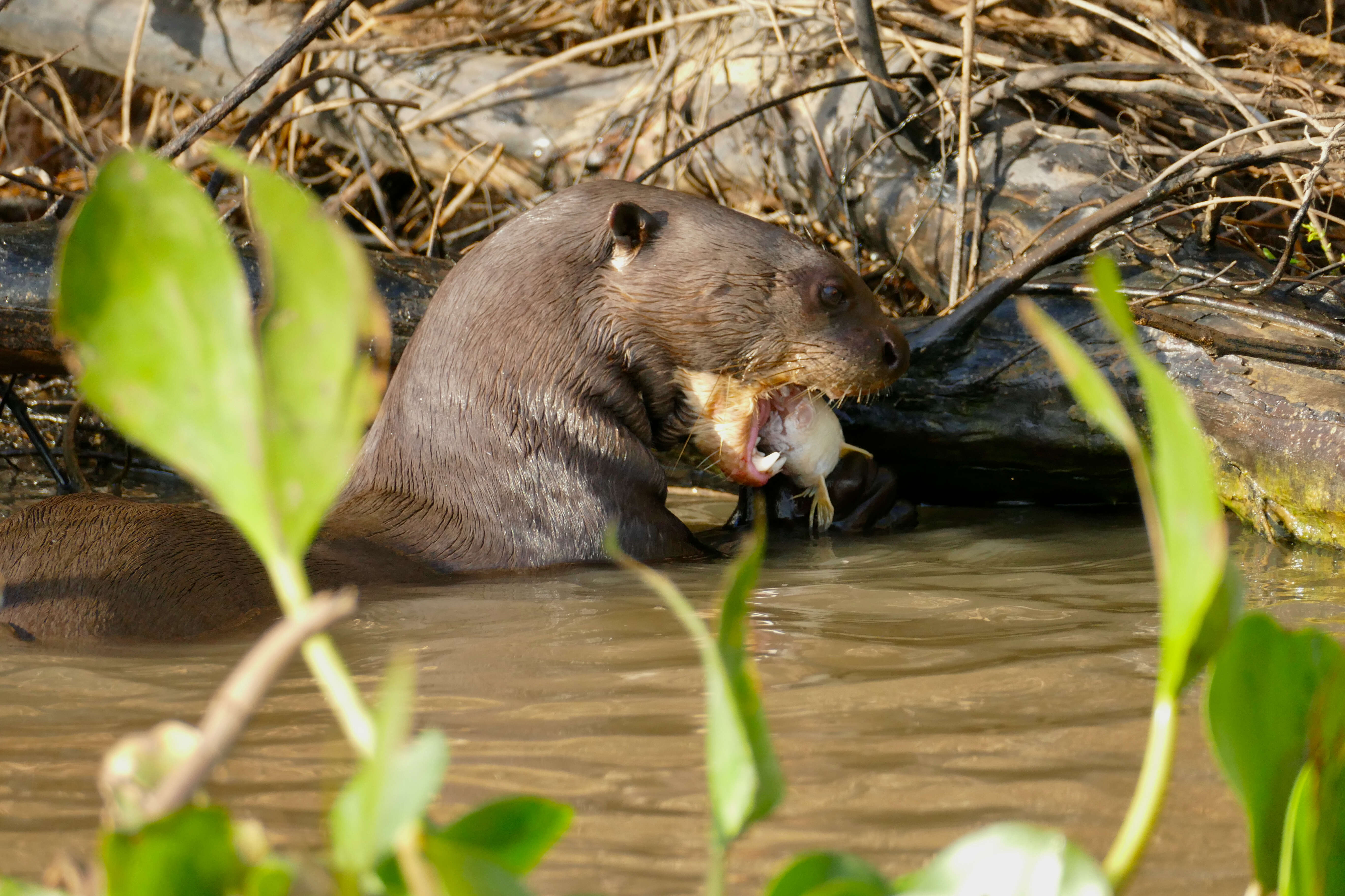 Image of giant otter