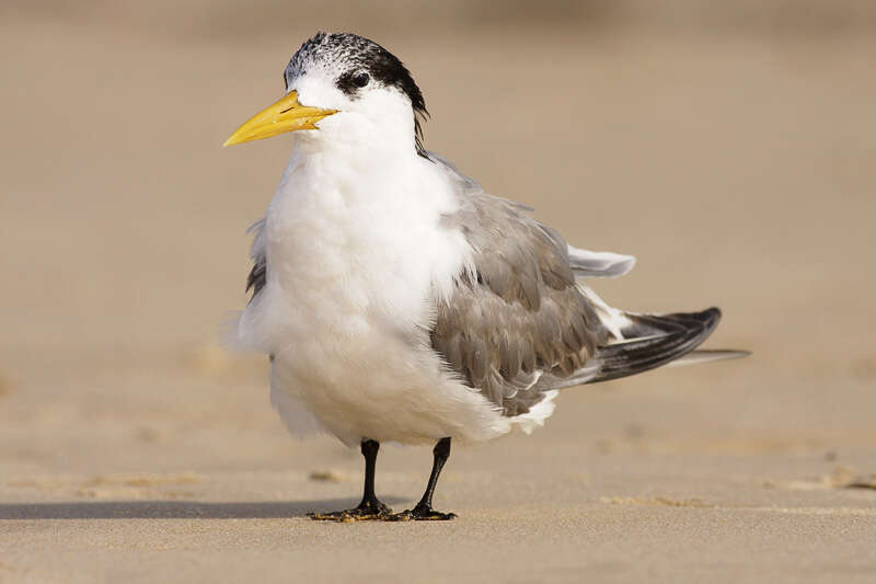 Image of Crested Tern