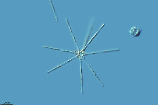 Image of Asterionella formosa