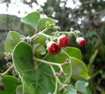 Imagem de Jatropha cinerea (Ortega) Müll. Arg.