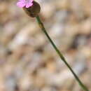 Image of proliferous pink