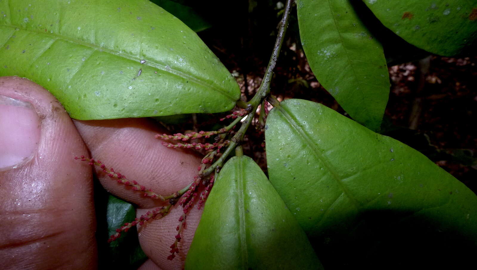 Image of Gymnanthes glabrata (Mart.) Govaerts