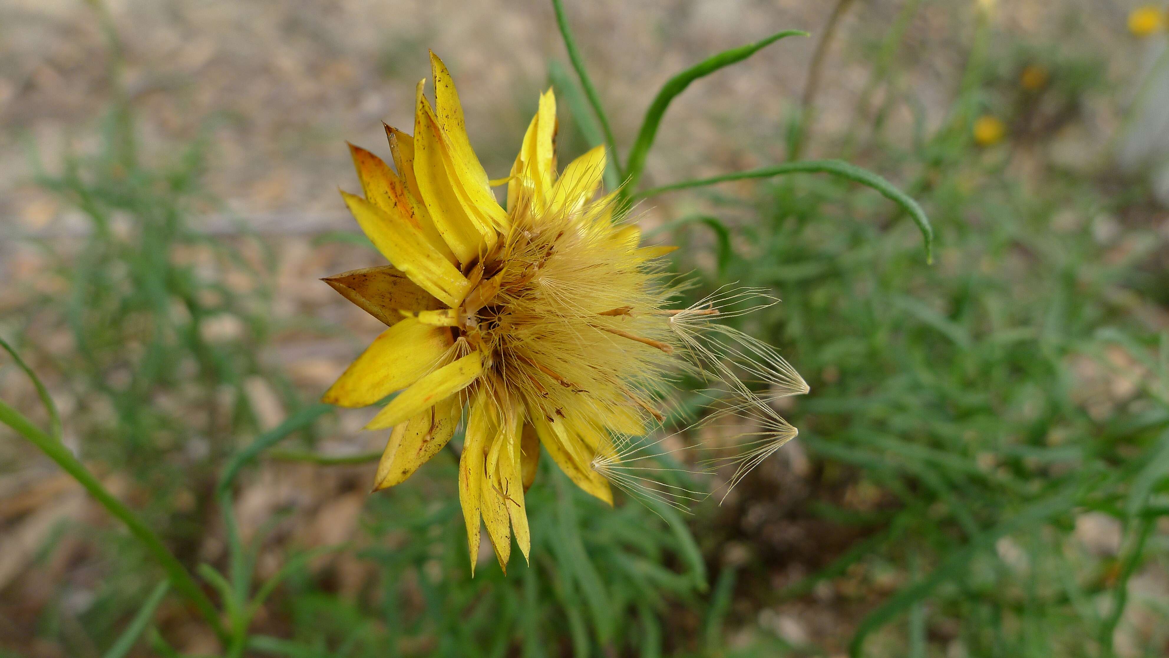 Image of Xerochrysum viscosum