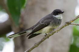 Image of Northern Fantail