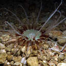 Image of Brown spot tube anemone