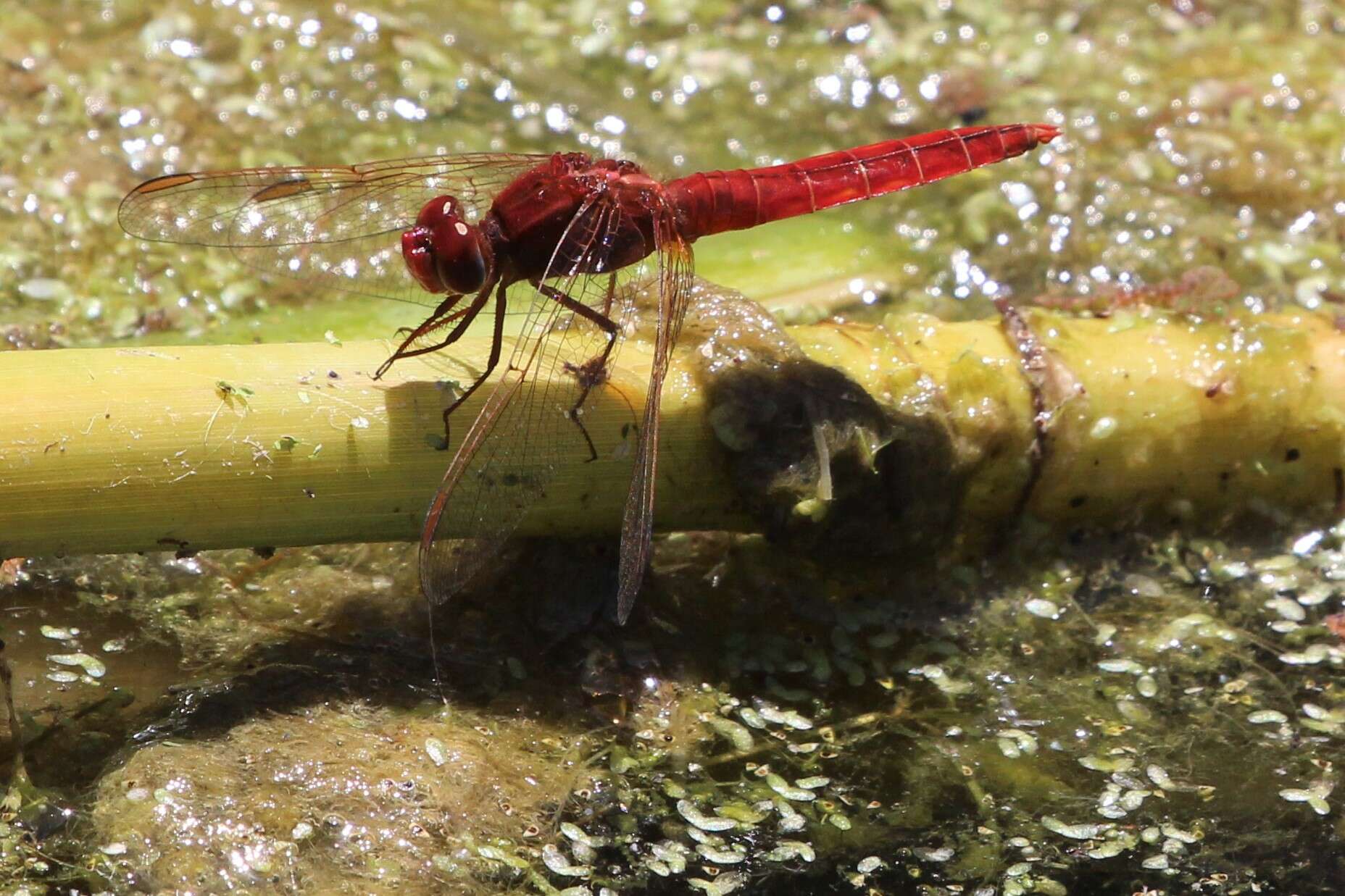 Image of Dropwings