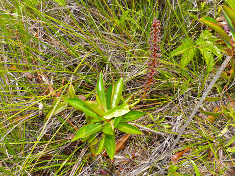 Image of slender pitcher plant