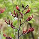 Image of New Zealand flax