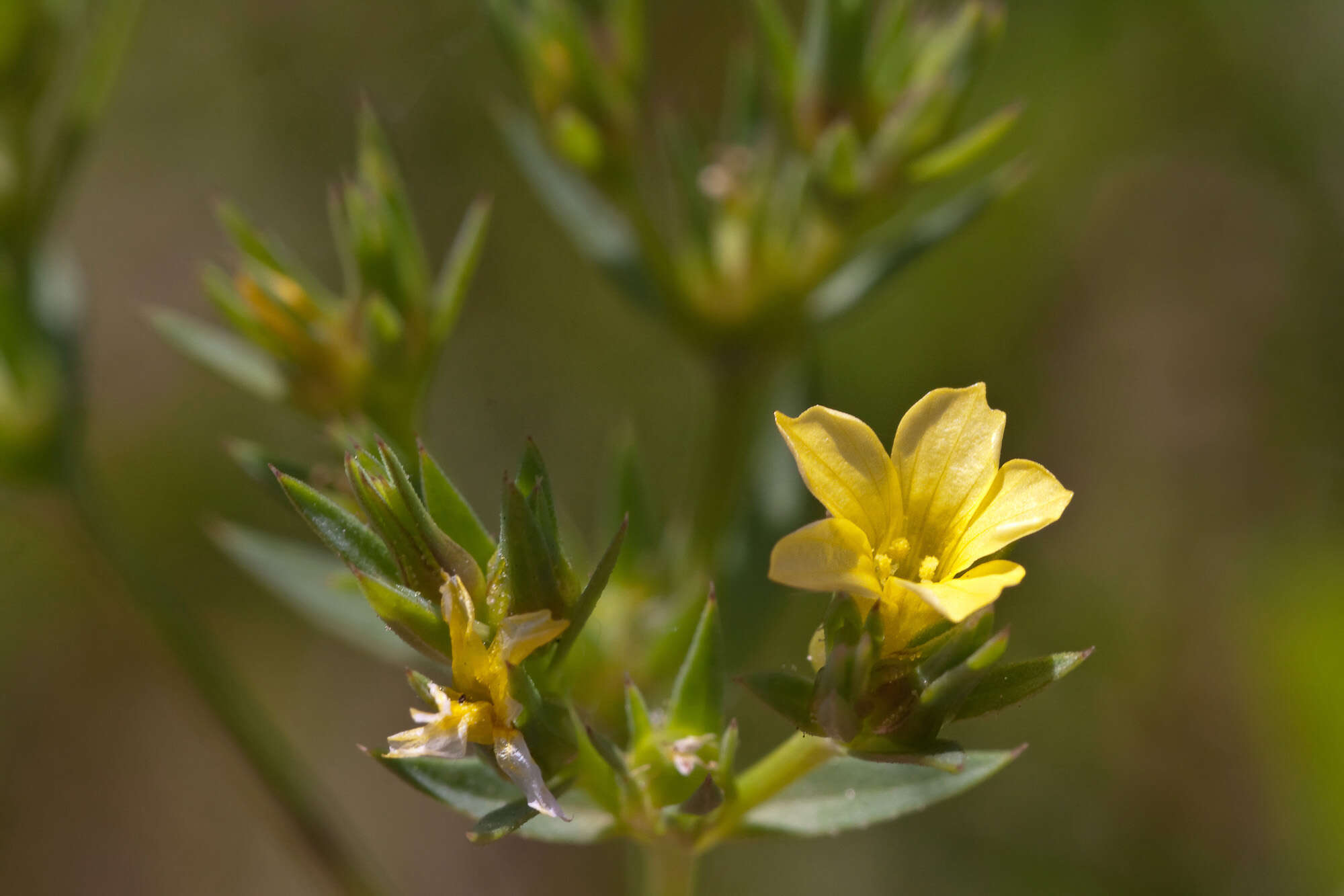 Image of Upright Flax