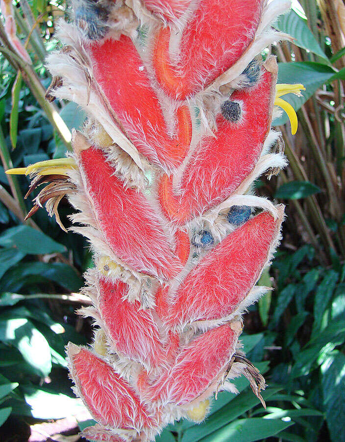 Image de Heliconia danielsiana W. J. Kress