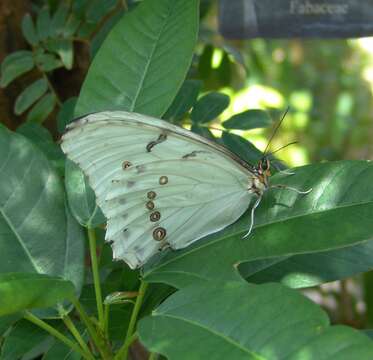 Image of White Morpho