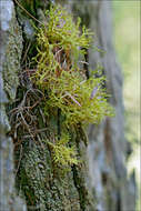 Image of wolf lichen