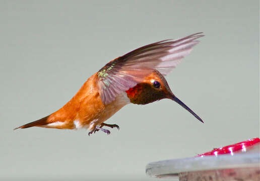 Image of Rufous Hummingbird