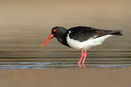 Image of Australian Pied Oystercatcher