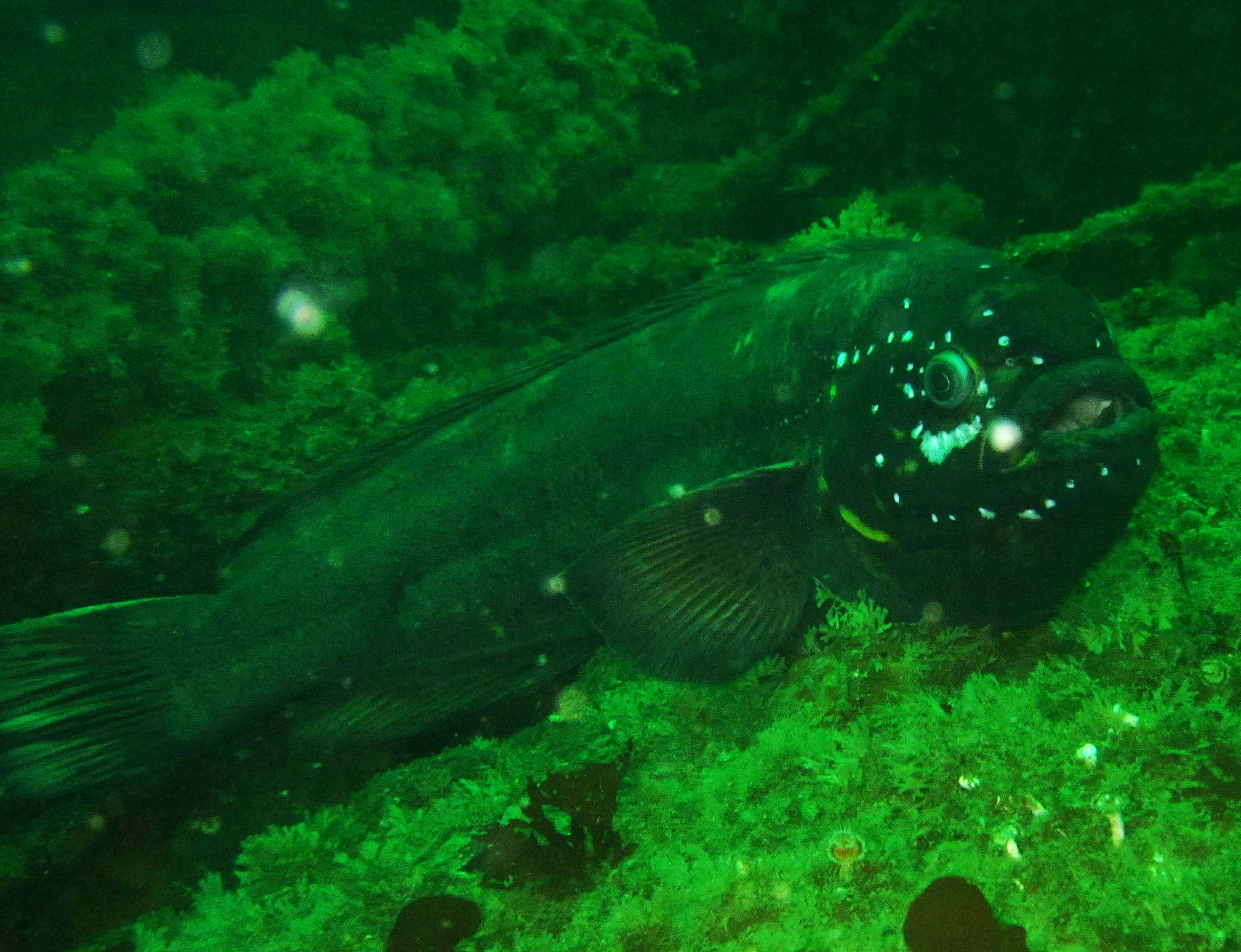 Image of prowfishes