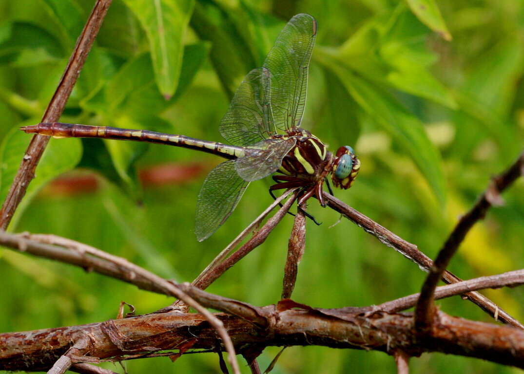 Image of Two-striped Forceptail