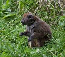 Image of Alaotra Reed Lemur