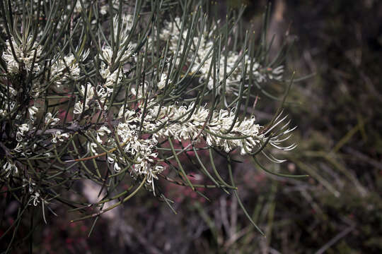 Image of Hakea lissosperma R. Br.