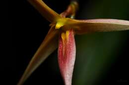 Image of Bulbophyllum macrochilum Rolfe