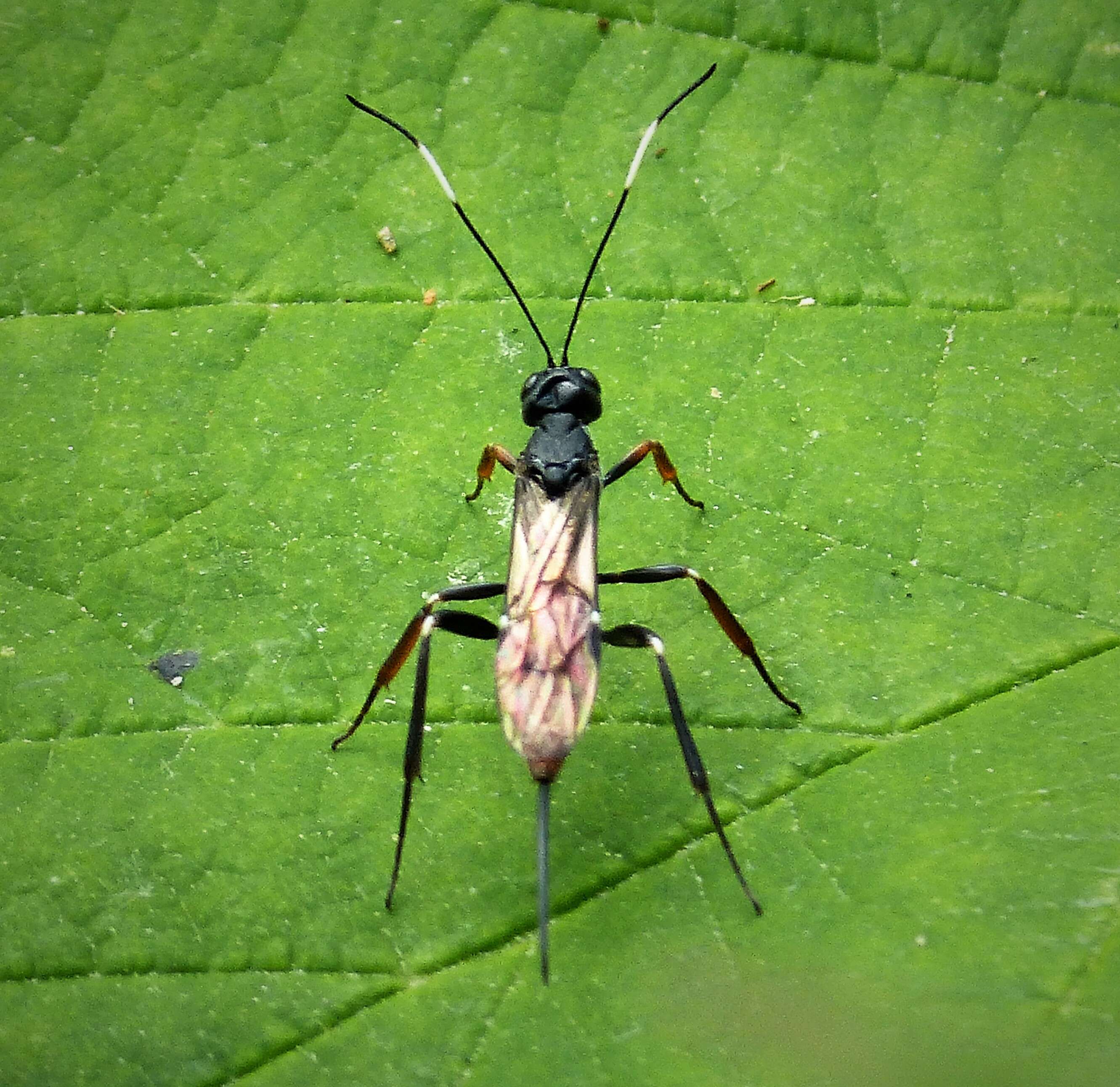 Image of Xorides filiformis (Gravenhorst 1829)