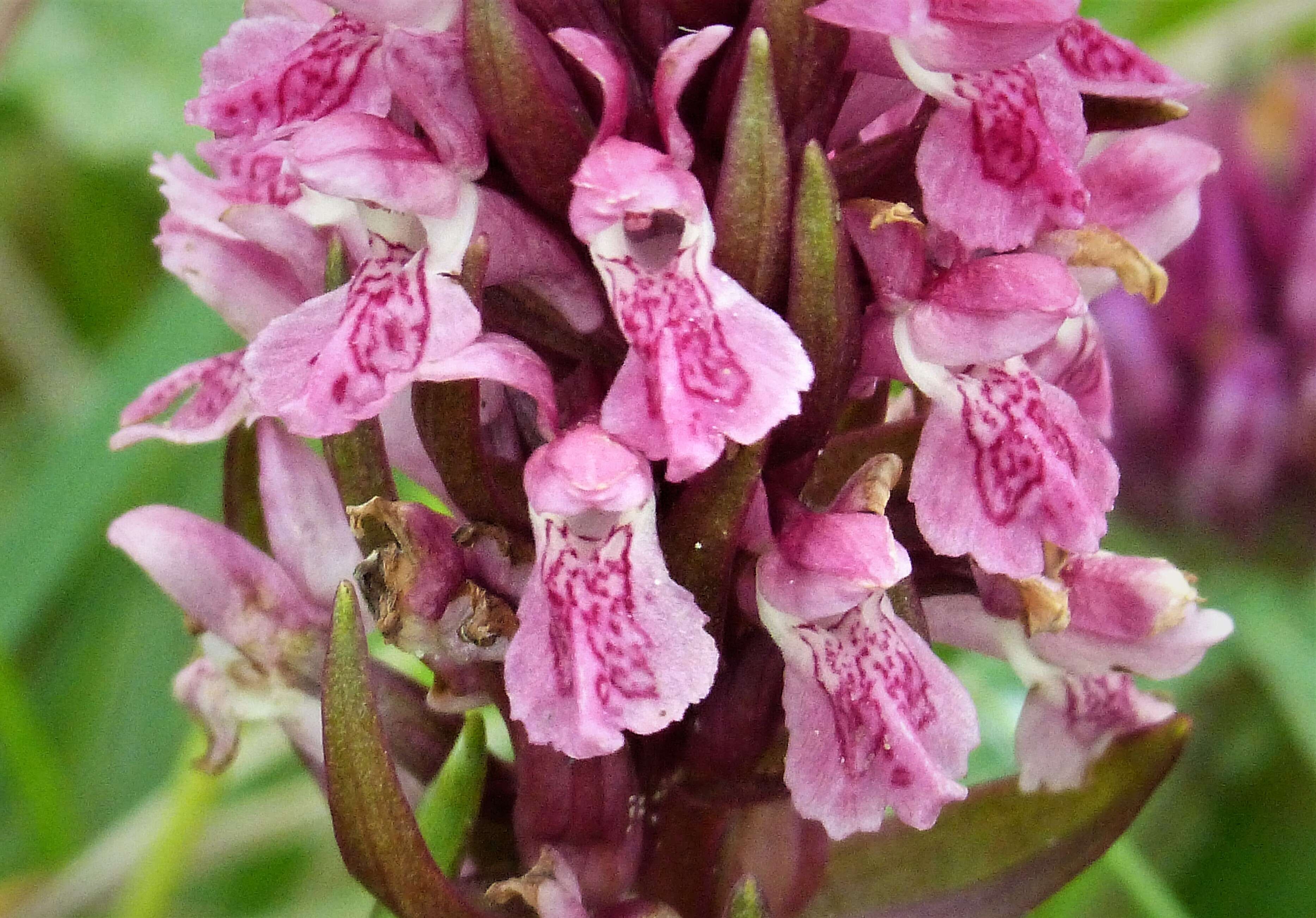 Dactylorhiza incarnata (L.) Soó resmi