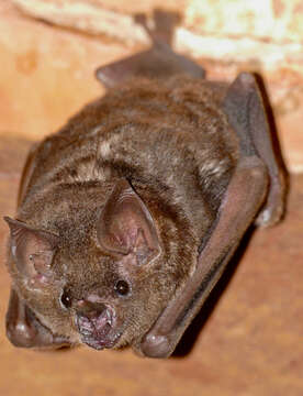 Image of short-tailed fruit bat