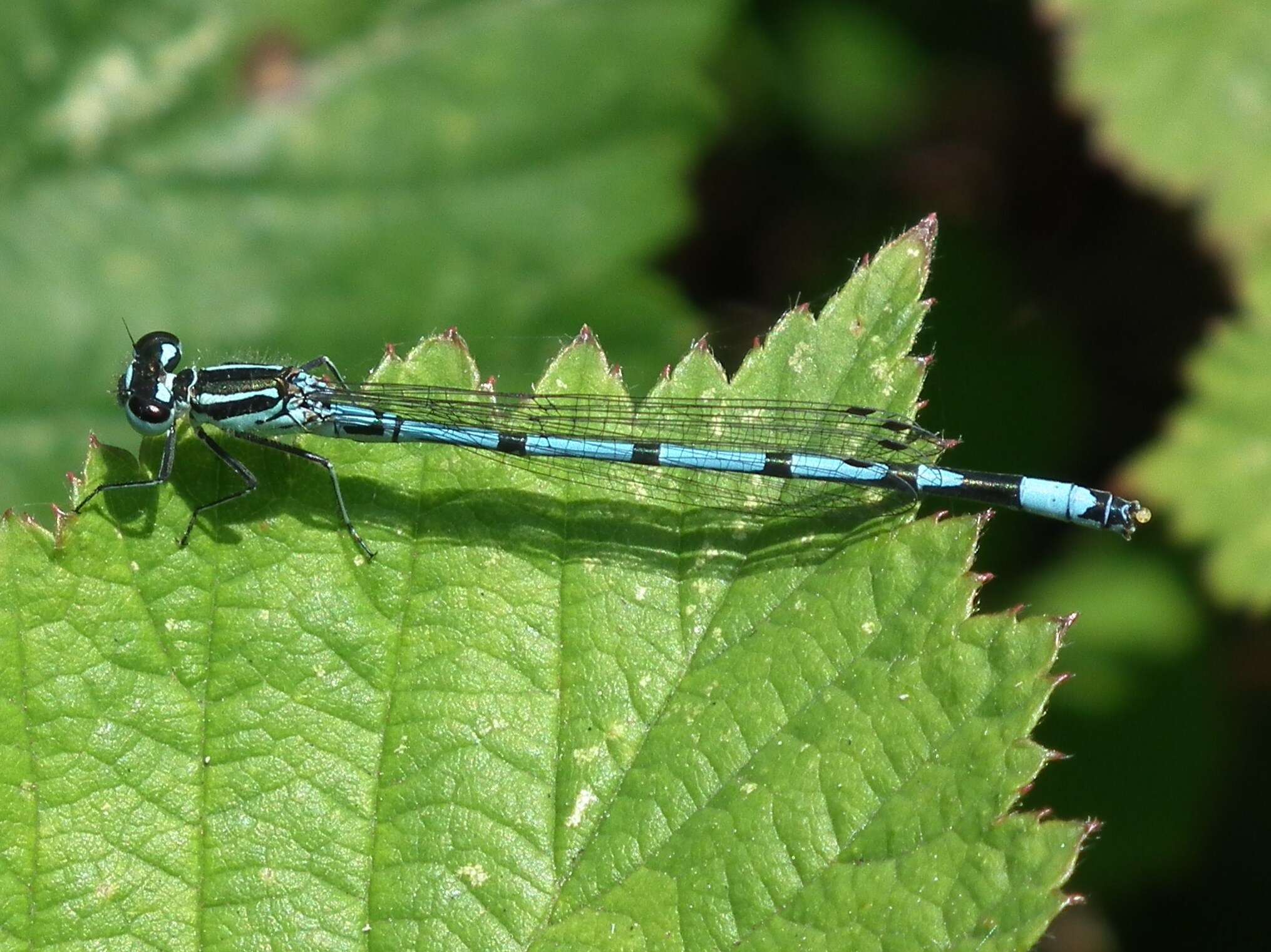 Imagem de Coenagrion puella (Linnaeus 1758)