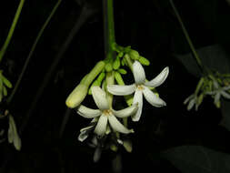 Image of Vasconcellea cauliflora (Jacq.) A. DC.