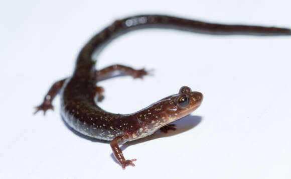 Image of Woodland salamander