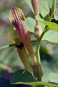 Image of Aristolochia croatica Horvatic